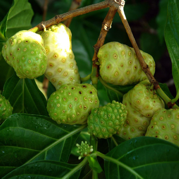 Nonifol ননীফল Morinda Citrifolia