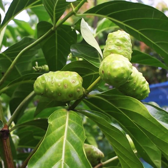 Nonifol ননীফল Morinda Citrifolia